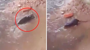 Cảm động khoảnh khắc chuột mẹ liều mạng để cứu đàn con bị ngộp trong nước