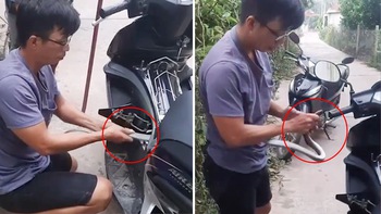 Người đàn ông bắt rắn chui bên trong chiếc xe máy bằng tay không khiến người xem 'thót tim'