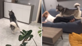 'Cười xỉu' với chú Husky ngáo, 'tăng động' nhảy lên người khiến cậu chủ bị chấn thương