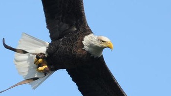 Flycam bị đại bàng tấn công vì giống chim hải âu