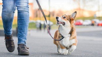Dự thảo luật độc lạ: Chó phải được đi dạo hai lần một ngày