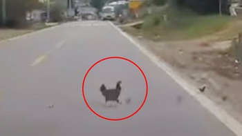 Tài xế ôtô dừng xe để đàn gà sang đường