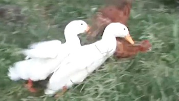 Cặp vịt đực trả thù gà mái mỗi ngày vì lúc nhỏ bị bắt nạt