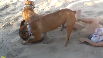 Chú chó hất cát 'trả thù' cô chủ vì bị phá không cho ngủ