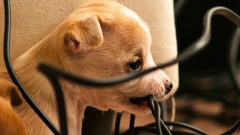 Chó cắn… cáp quang, quận tốn 7.000 USD để sửa