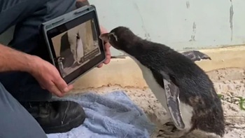 Chim cánh cụt non ghiền coi... hoạt hình trên iPad