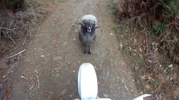 Cừu nổi điên rượt thanh niên chạy té khói vì không nhường đường