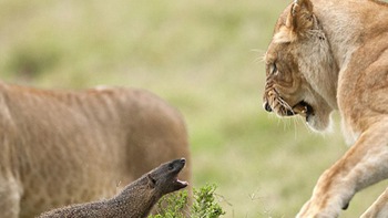Cầy Mangut diệt rắn hổ mang, đấu với bầy sư tử