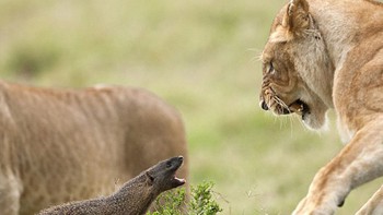 Cầy Mangut diệt rắn hổ mang, đấu với bầy sư tử