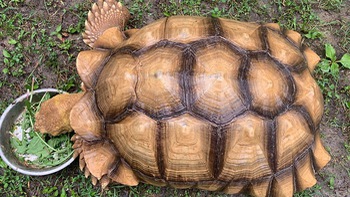 Chú rùa mất tích 74 ngày, được tìm thấy cách nhà... 200m
