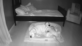 Bé trai kéo chăn xuống giường nằm ngủ với cún cưng