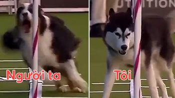 Khi chó Ngáo Husky đi thi