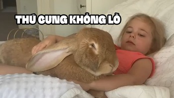 Video: Khi thú cưng là chú thỏ khổng lồ nặng 9kg