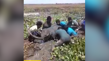 Giải cứu chú voi mắc kẹt trong vũng bùn