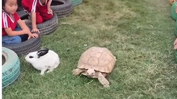 Rùa và thỏ chạy thi phiên bản đời thực