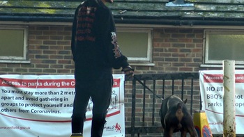 Sao Tottenham Dele Alli mua chó để chống trộm cướp