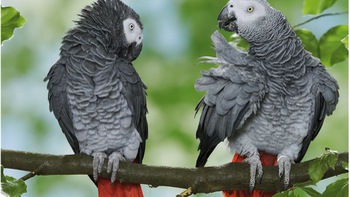 Năm chú vẹt bị 'cách ly' vì…hùa nhau nói tục