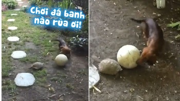 Chó cùng rùa chơi đá bóng trong vườn