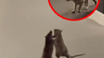 Chú mèo bối rối trước hai con chuột đánh nhau