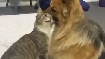 Chú mèo nổi đóa đánh 'cậu vàng' vì không được âu yếm