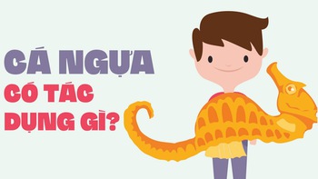 Cá ngựa có tác dụng gì?