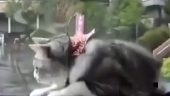 Cười xỉu với chú mèo phản xạ theo cần gạt mưa ôtô