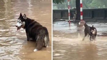 Chó Husky nhảy tung tăng trong nước lũ, vui đùa như đứa trẻ tắm mưa