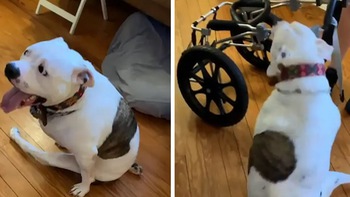 Cô chó khuyết tật vui mừng khi được chủ sắm cho chiếc xe lăn