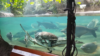 Cá sấu cõng rùa bơi trong hồ nước
