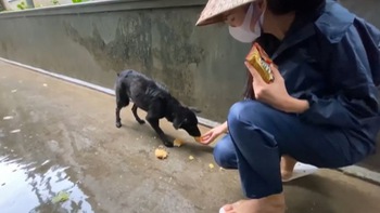 Thủy Tiên thương chú chó đi lạc, đói ăn trong mưa lũ
