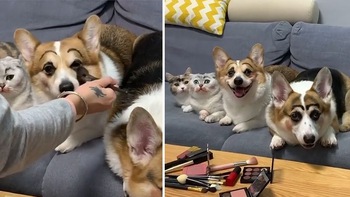 Hội 'chị em' chó mèo được chủ makeup nhìn như chú hề
