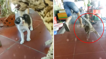 Mèo mẹ lao ra tấn công đối phương để bảo vệ con