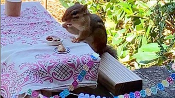 Rảnh rỗi vì cách ly, nhà văn ẩm thực làm nhà hàng tí hon cho sóc chuột