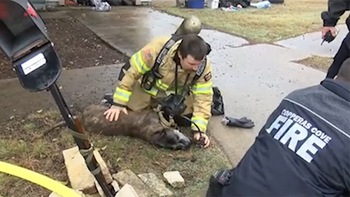 Lính cứu hỏa cứu sống chú chó bị ngạt thở