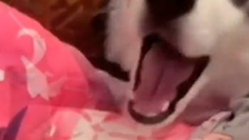 Chó Husky dỗ em bé nín khóc trong một nốt nhạc