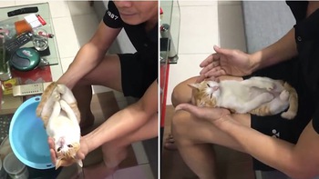 Ông nội nhờ mèo đóng thế để hướng dẫn tắm em bé cho vợ chồng son