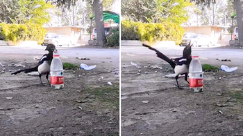 Chú chim thông minh gắp đá bỏ vào chai để lấy nước uống