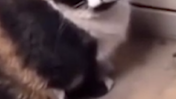 Chú mèo bất lực nhìn chuột lấy đồ ăn trong nháy mắt