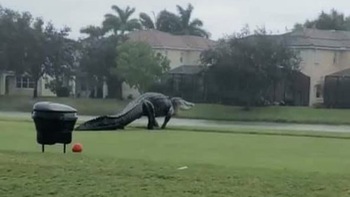 Cá sấu khổng lồ bò vào sân golf ở Mỹ