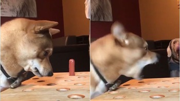 Chú chó hốt hoảng khi đồng loại nổi quạu khi chơi trò đập chuột