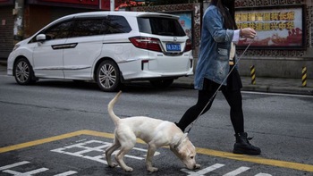 Một quận ở Vân Nam bị phản đối vì… cấm dắt chó đi dạo