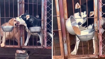 Chó Gâu Đần bị Husky tịch thu khay đồ ăn vì hổ báo