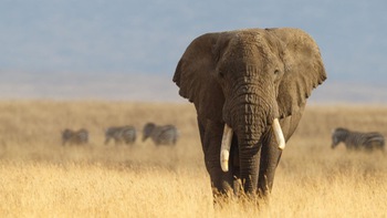 Namibia bán bớt voi hoang dã vì đẻ nhiều quá hãm không được
