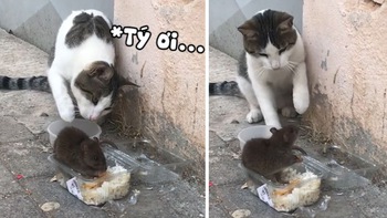 Chuột cướp đồ ăn, còn đánh mèo