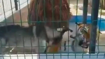 'Đại ngáo' Husky bắt nạt 'chúa sơn lâm'