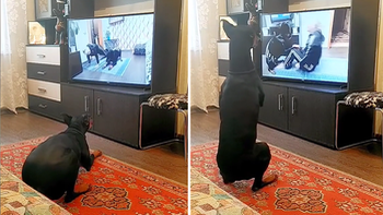 Chú chó xem tivi bắt chước tập thể dục