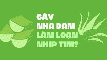 Cây nha đam làm loạn nhịp tim?