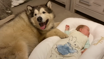 Các chú chó hạnh phúc khi cô chủ sinh em bé
