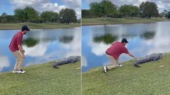 Nín thở xem cảnh golfer lấy trái bóng trên đuôi cá sấu hoang dã