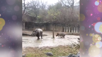 Tê giác con nhảy múa tung tăng dưới mưa như đứa trẻ